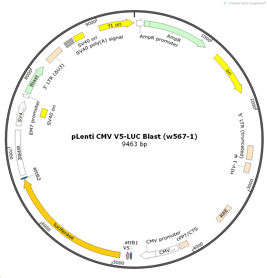 pLenti-CMV-V5-LUC-Blast(w567- 1) - Click Image to Close